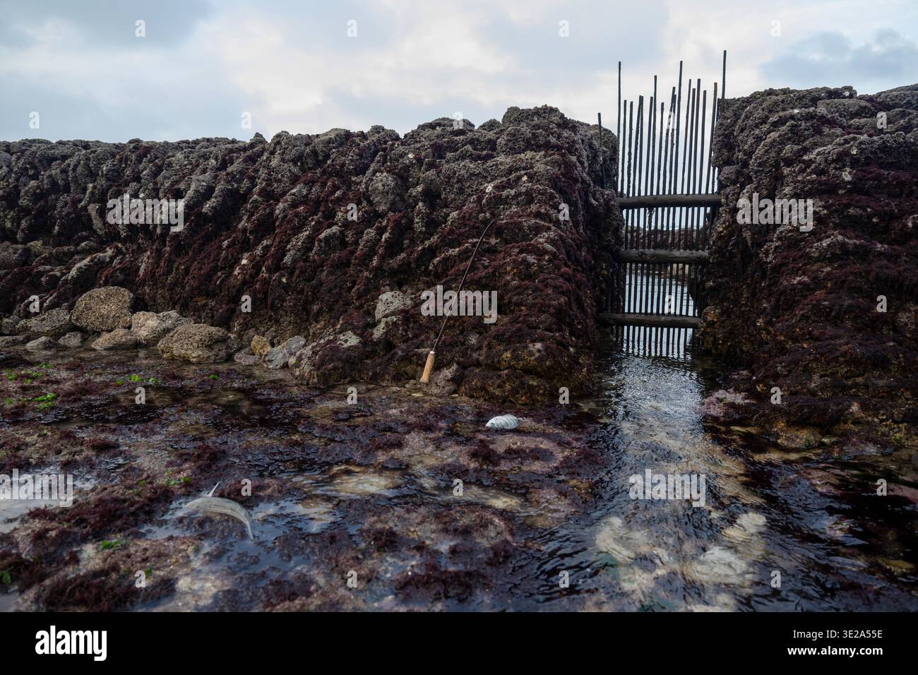 Fishing in the fish weirs near the Chassiron Lighthouse on the island ...