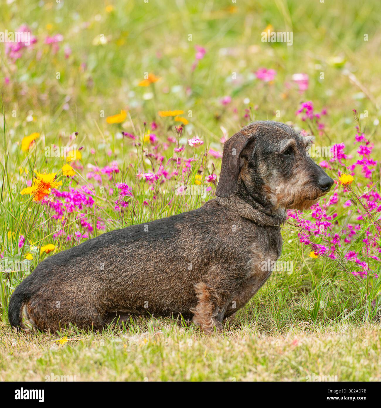 miniature wirehared dachshund sitting in flowers Stock Photo