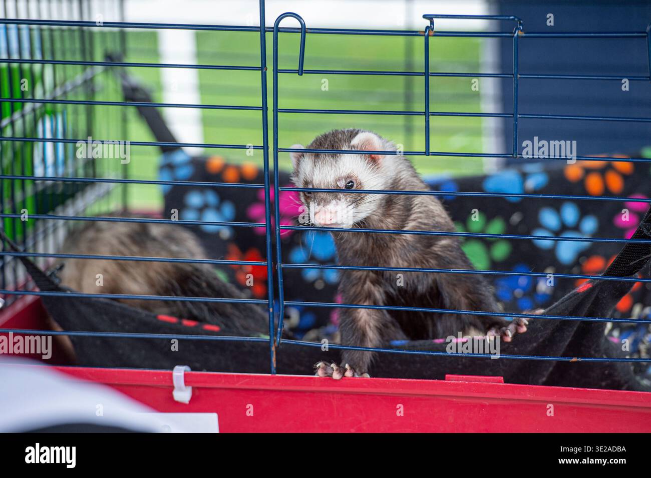 large ferret fence