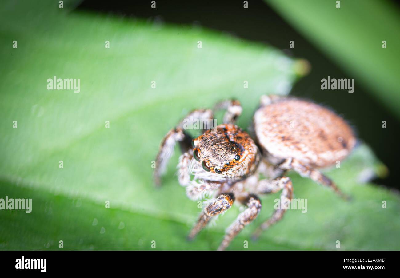 jumping spider Stock Photo