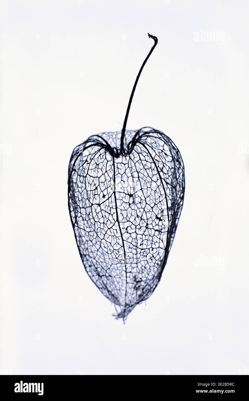 SEATTLE, WASH., U.S. - OCT. 15, 2024: The skeletal remains of a tomatillo husk, stripped of its flesh by autumn's decay, photographed in a studio. Stock Photo
