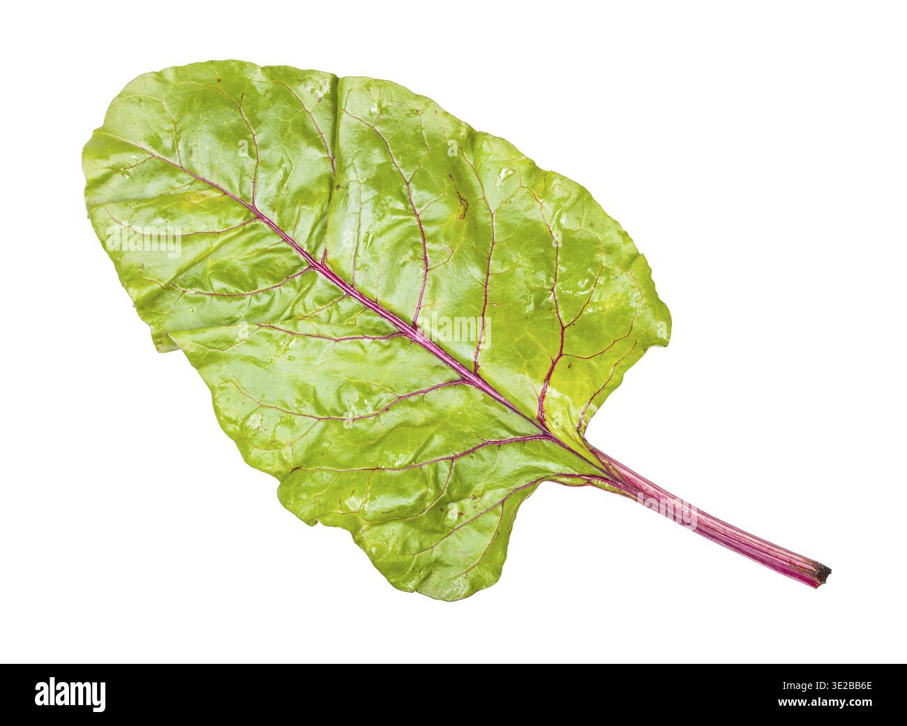Wet beet top isolated on white backgrounds Stock Photo
