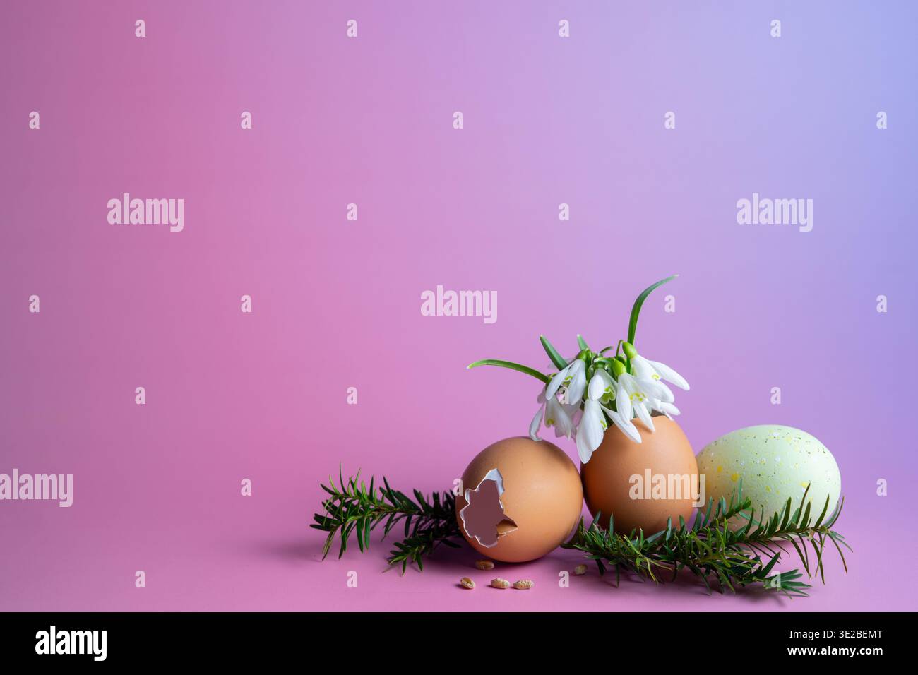 Easter and Ostara Composition with Eggs, Snowdrops and Pink Gradient Background Stock Photo