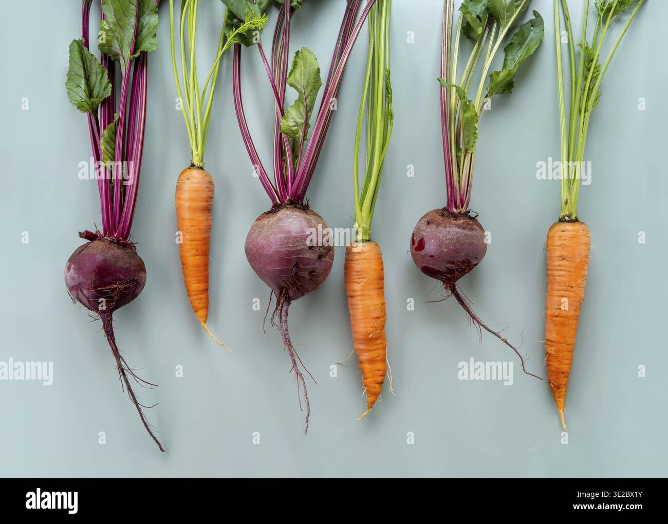 Freshly bunch harvest. Fresh farm vegetables on pastel background. Healthy organic food, raw carrot and beetroot Stock Photo