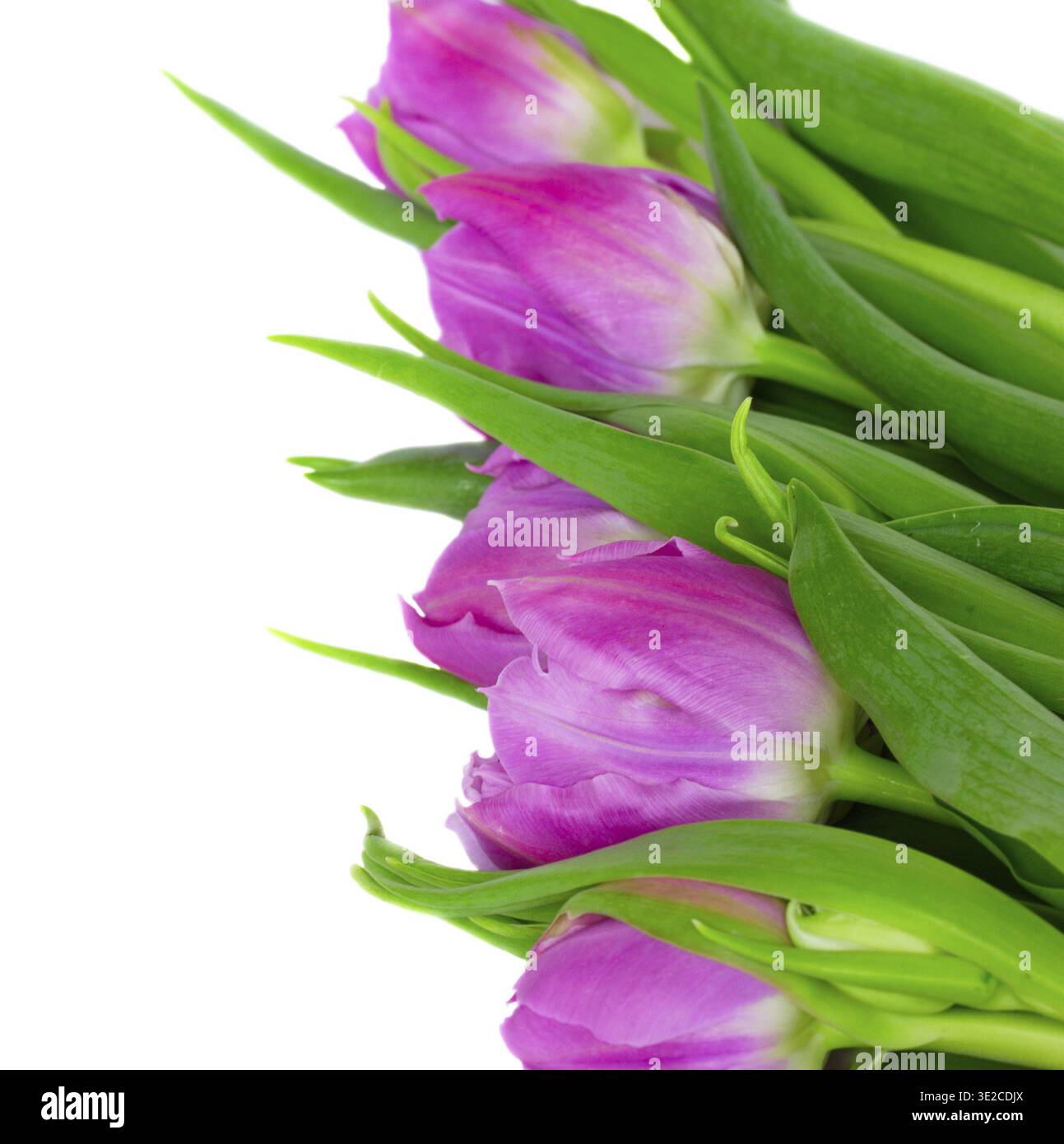 Purple tulips isolated on white background border Stock Photo