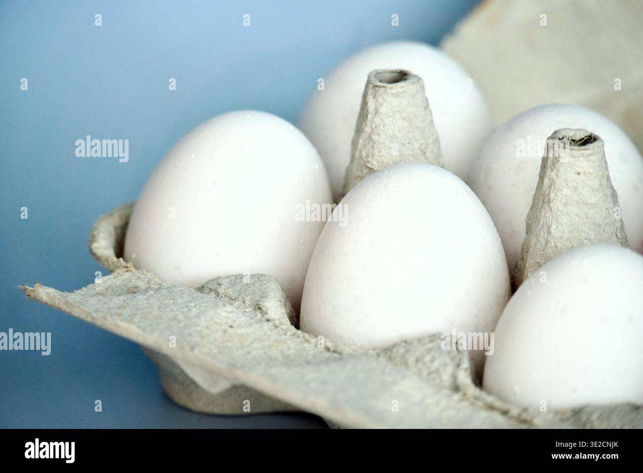 Fresh white eggs in a cardboard carton on a blue background Stock Photo