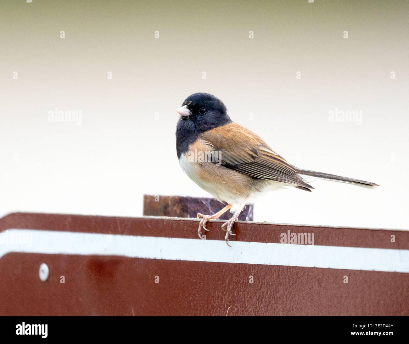 Dark eyed Junco Perched on sign Stock Photo
