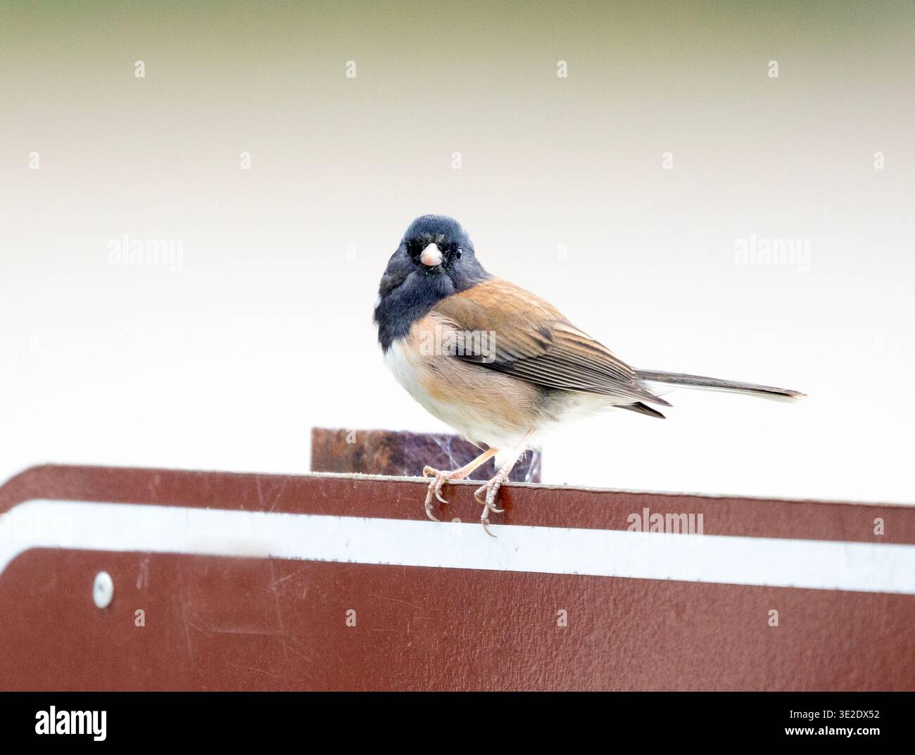 Dark eyed Junco Perched on sign Stock Photo