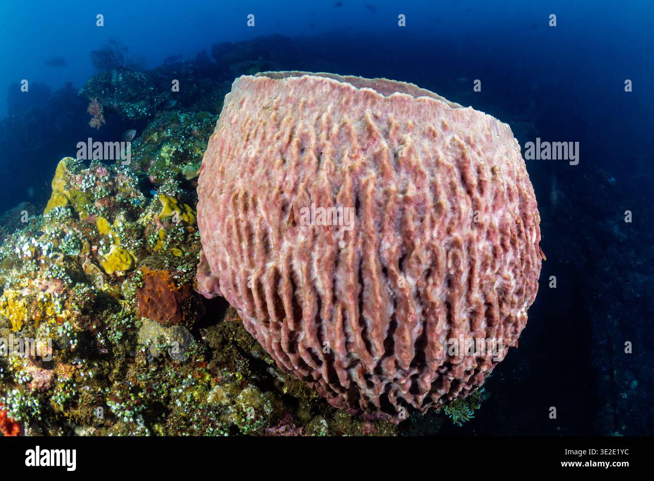 Close-up view showing the deep ridges and texture of a large underwater ...