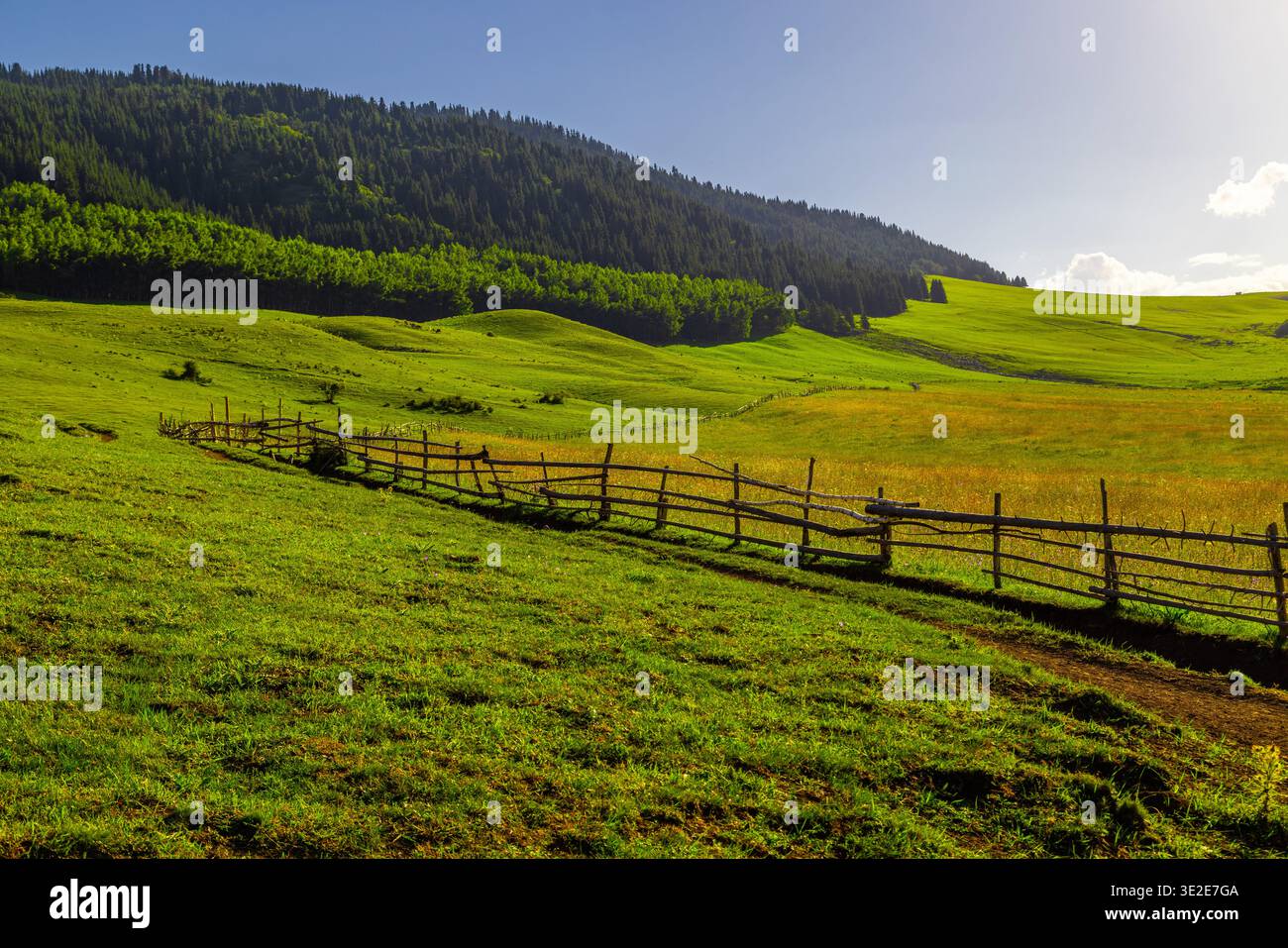 Serene forest meadow wildflowers hi-res stock photography and images ...