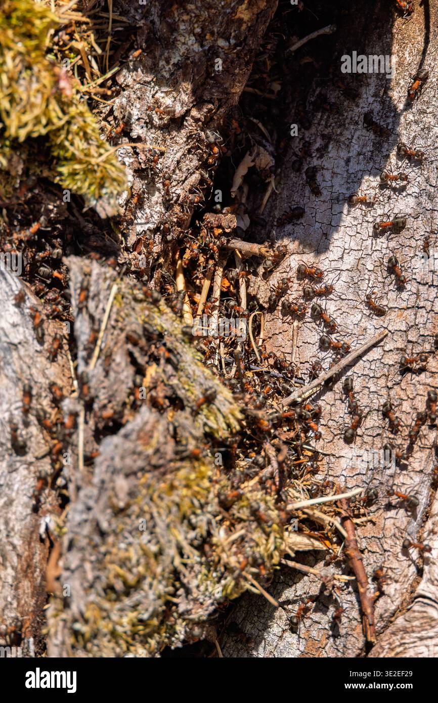 Ants crawling on a tree trunk in the sunshine Stock Photo