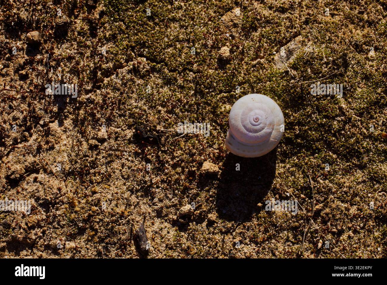Snail shell on mossy sandy ground with natural spiral pattern Stock Photo
