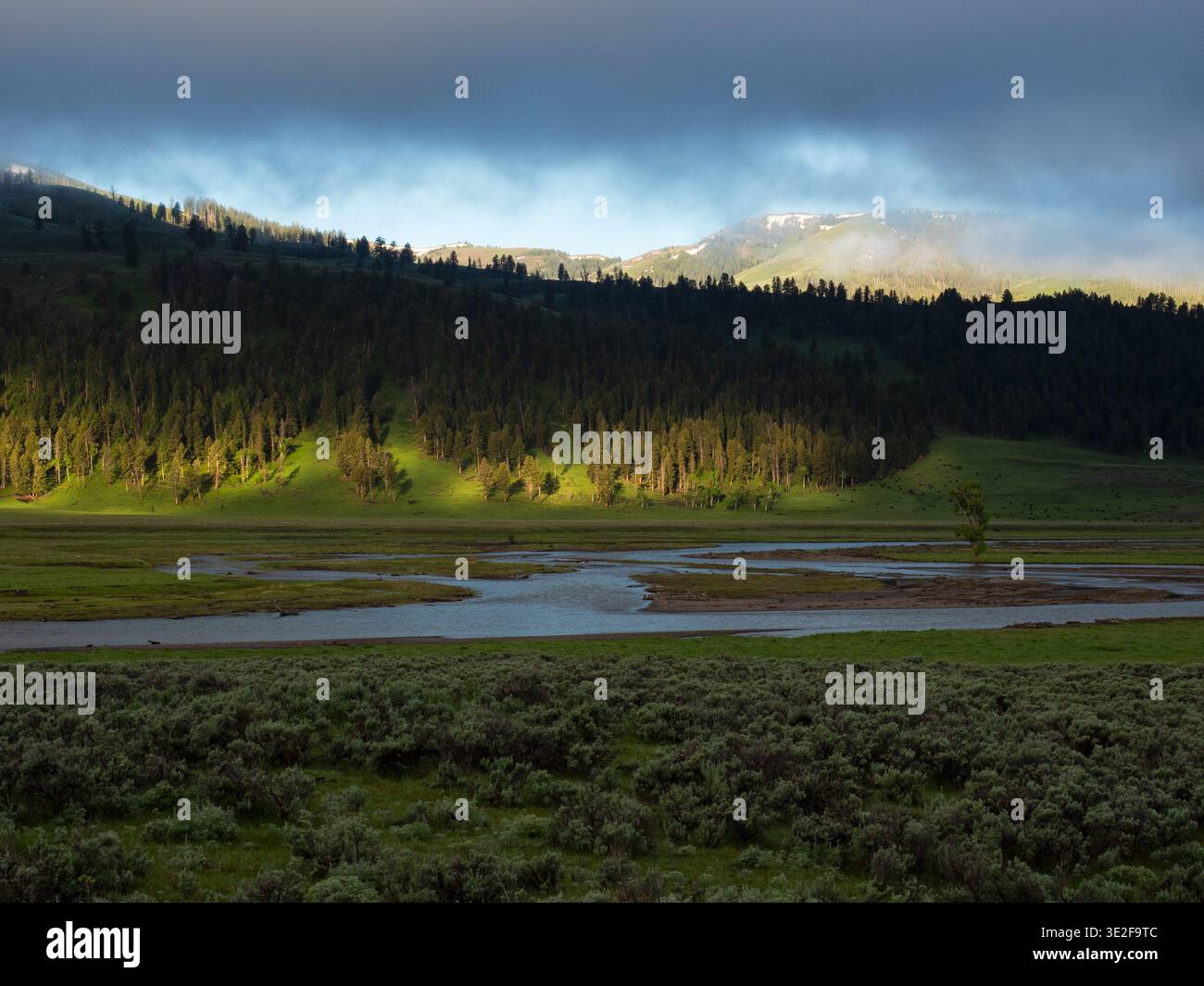 Cottonwood trees lamar valley hi-res stock photography and images - Alamy