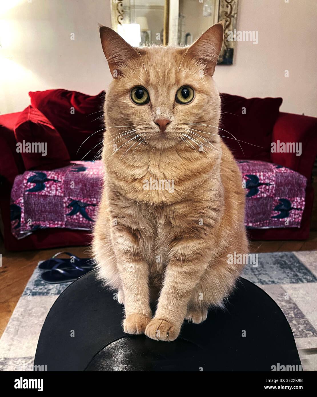 European cat in a Parisian flat of Montmartre - Paris - France - Smartphone Captured Stock Image