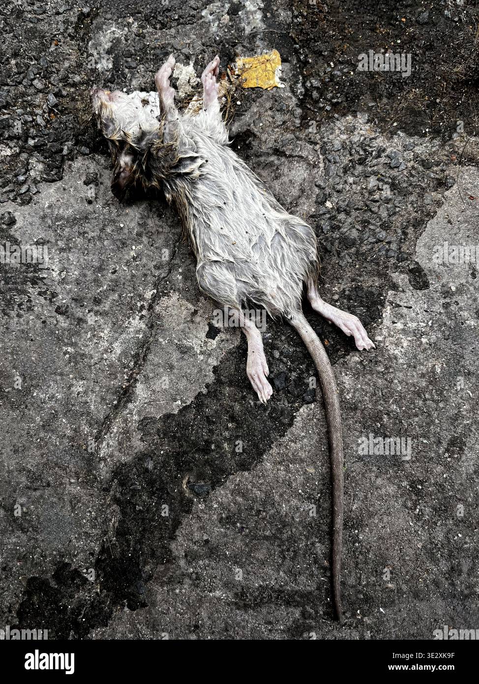 Dead rat on the street of Montmartre - Paris - France - Smartphone Captured Stock Image
