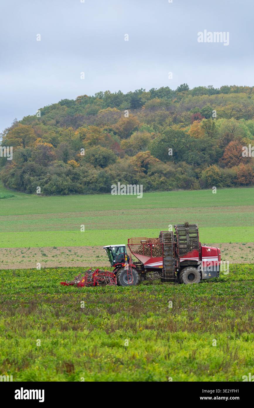 Sugar beet harvester collecting crops in a field near Vert Toulon, Grand Est, France Stock Photo