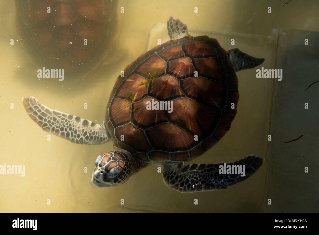 Hatchling at the Nungwi Mnarani Aquarium, Nungwi, Zanzibar Stock Photo