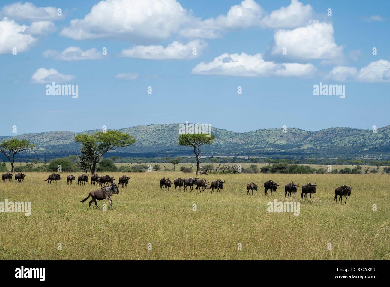 The wildebeest migration in Western Serengeti, Serengeti National Park, Tanzania Stock Photo