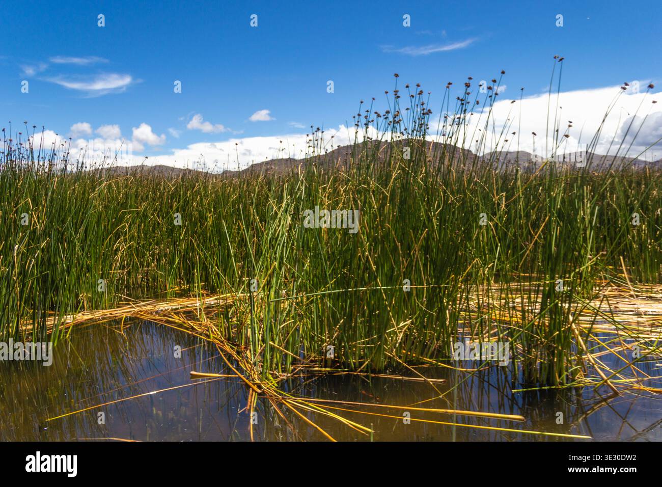 Totoro Reeds Totora reeds at Lake Titicaca, Los Uros - Puno, Peru Stock Photo - Alamy