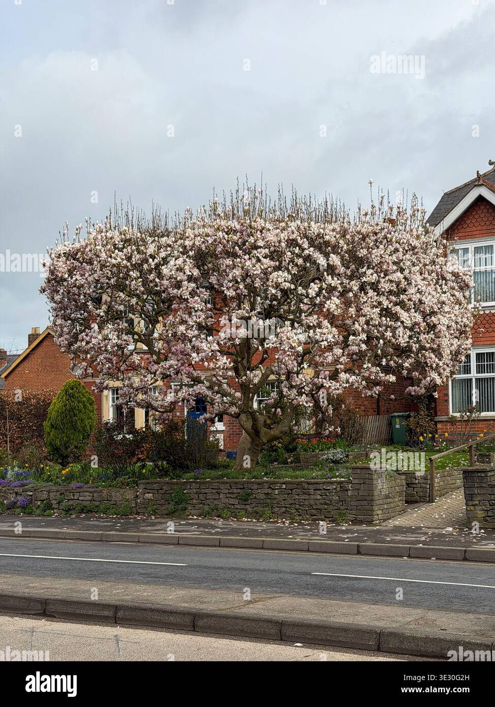 Large magnolia tree in an urban street front garden, Gloucester. UK - Smartphone Captured Stock Image