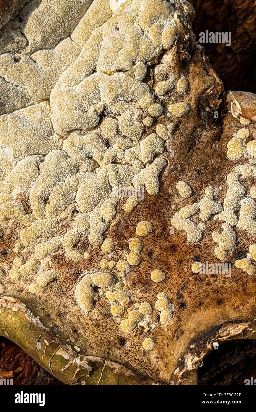 Fungus growing on fungus. Trichoderma pulvinatum growing on a Birch bracket. Dean Fungus Cannop Ponds. Gloucestershire, UK - Smartphone Captured Stock Image