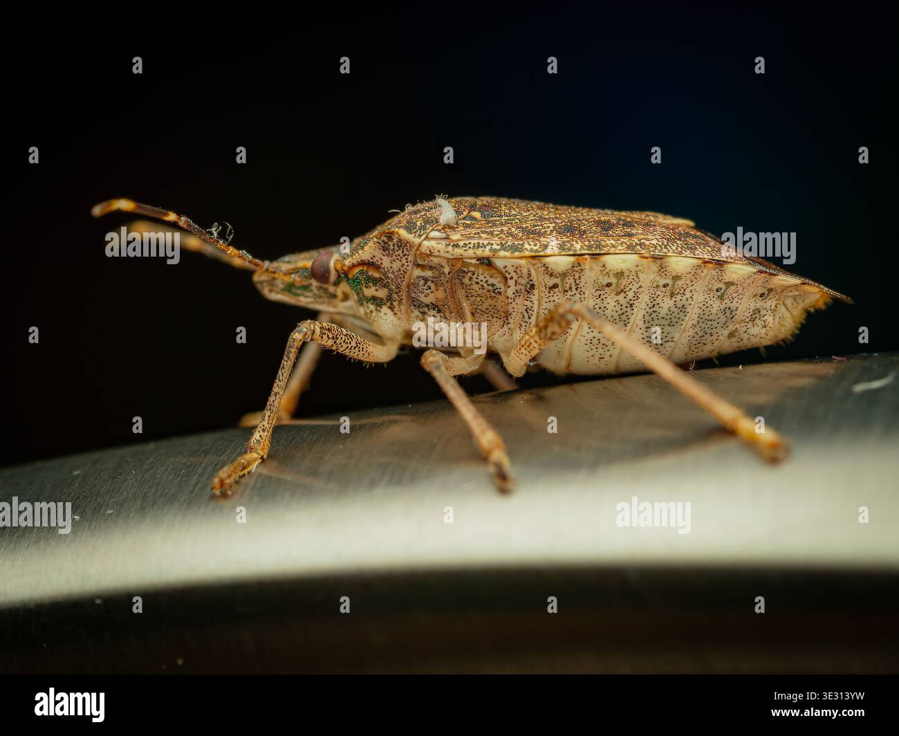 Macro closeup of brown marmorated stink bug in profile on shiny metallic surface showing detailed speckled texture long antennae and legs Stock Photo