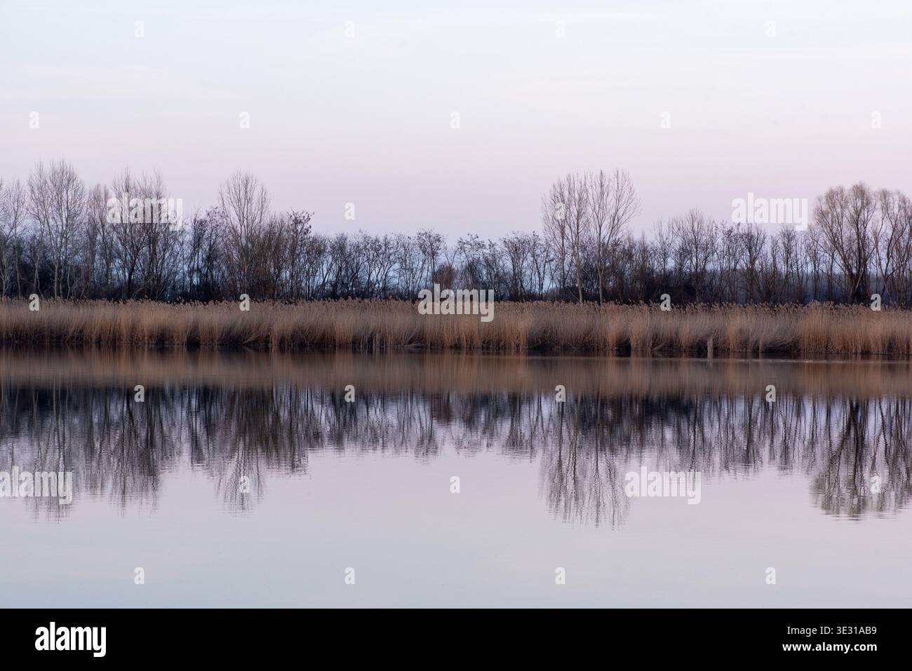 Calm lake water ripples reeds hi-res stock photography and images - Alamy