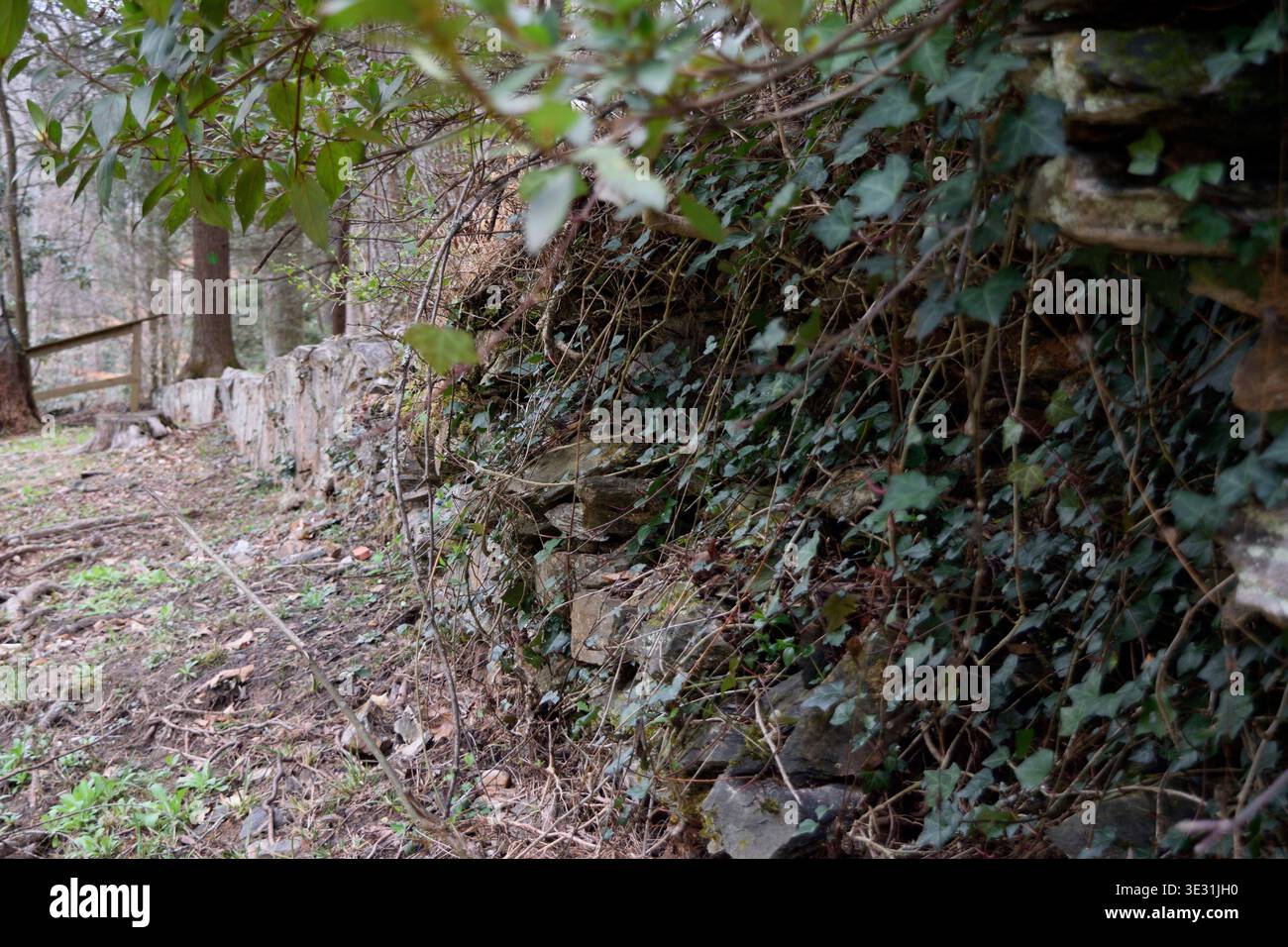 Stone Wall Covered in Ivy Stock Photo