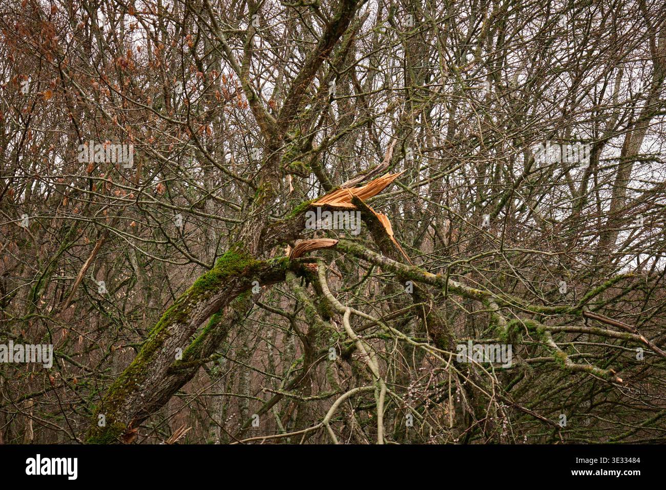 A snapped tree branch covered in green moss within a deciduous forest during the off-season Stock Photo