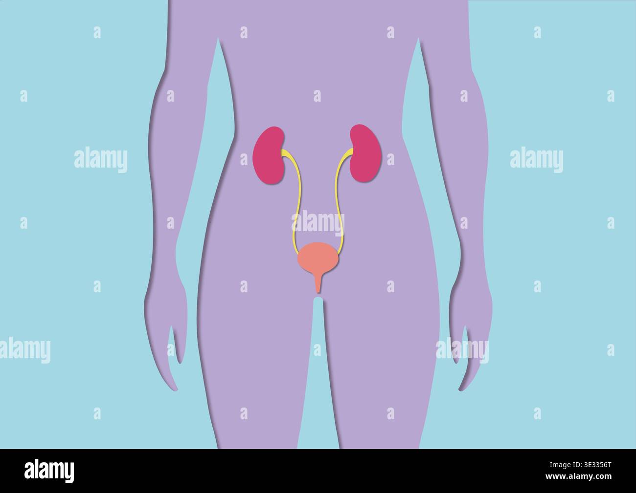 Illustration of the female urinary system Stock Photo - Alamy