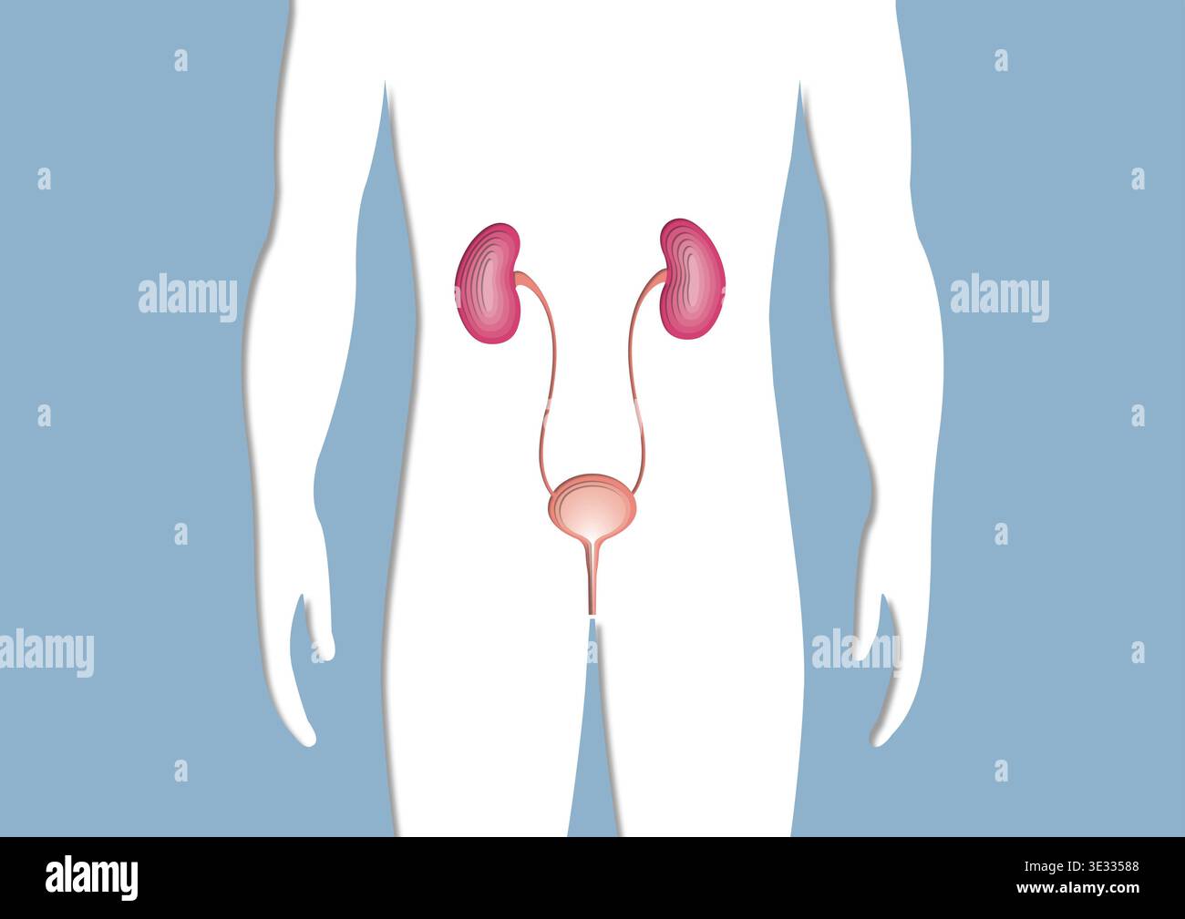 Illustration of the male urinary system Stock Photo - Alamy