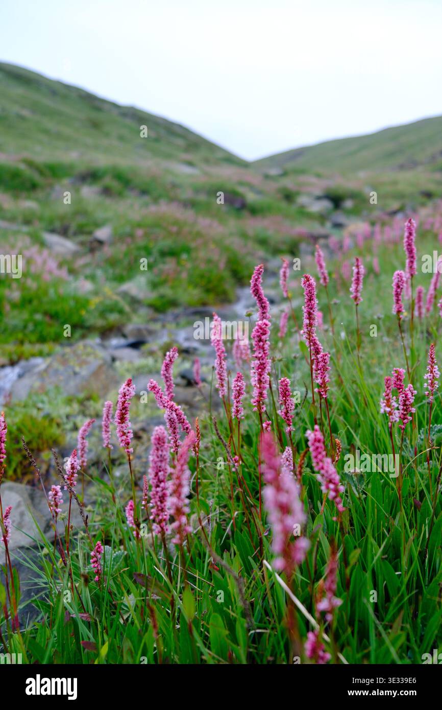 Himalayan bistort (Persicaria affinis, formerly Polygonum affine or ...