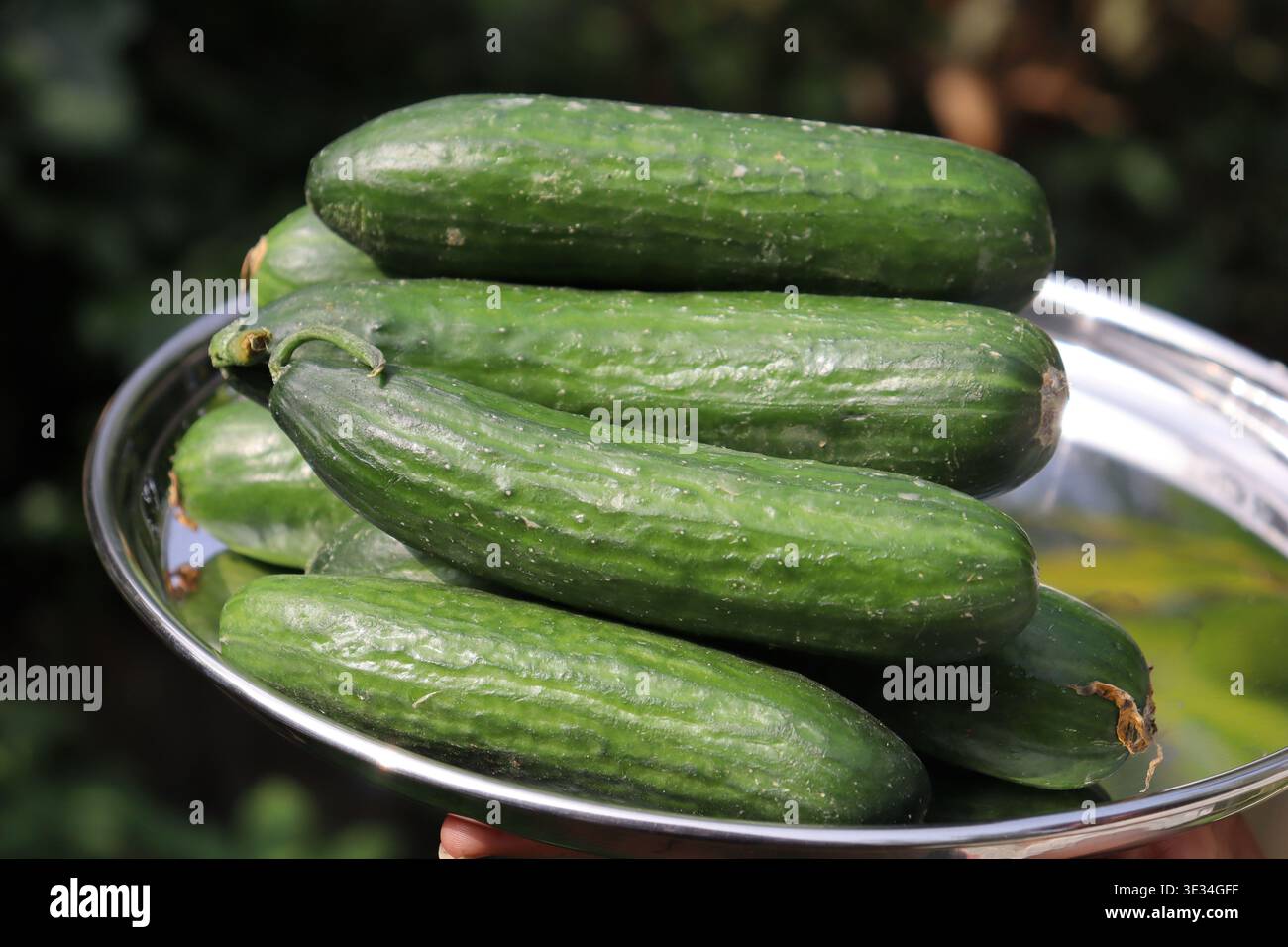 Organically grown cucumbers harvested and held on a plate. Fresh green cucumbers Stock Photo