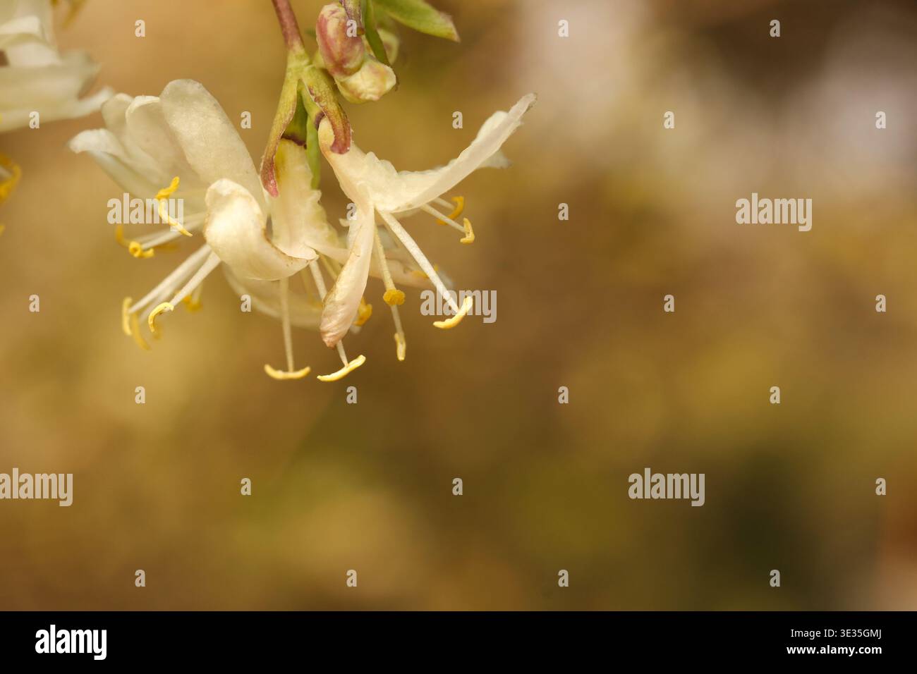Lonicera winter hi-res stock photography and images - Alamy