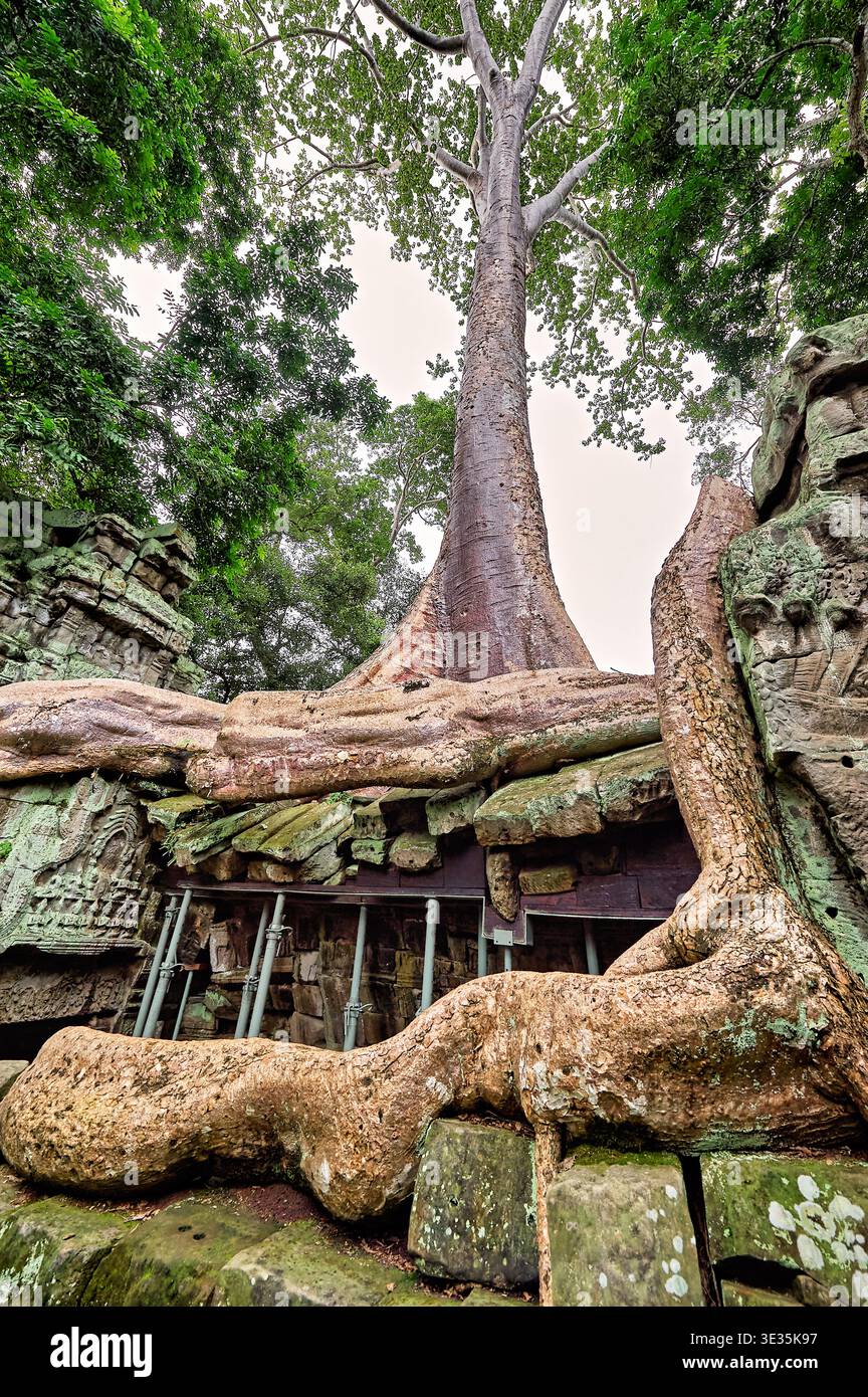 Giant tree roots wrap around stone ruins at Ta Prohm temple in Angkor ...