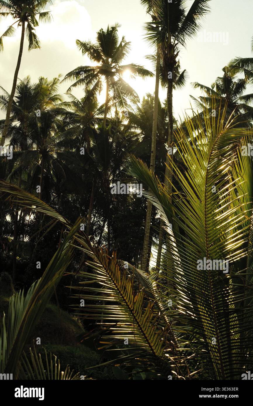 Sunlight filtering through tall tropical palm trees in a lush jungle ...
