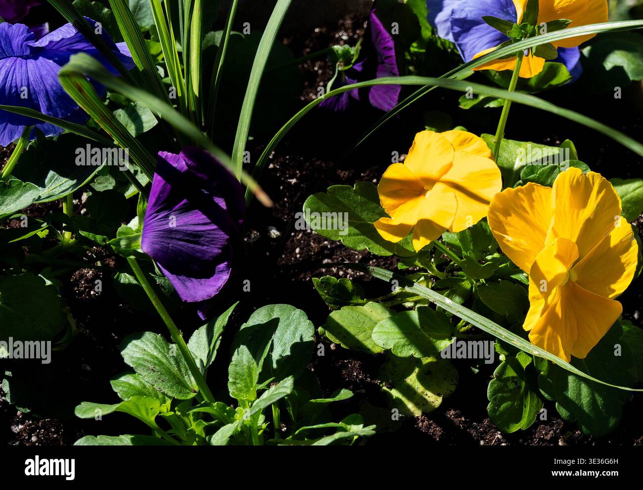 A group of Pansies in the Spring Stock Photo