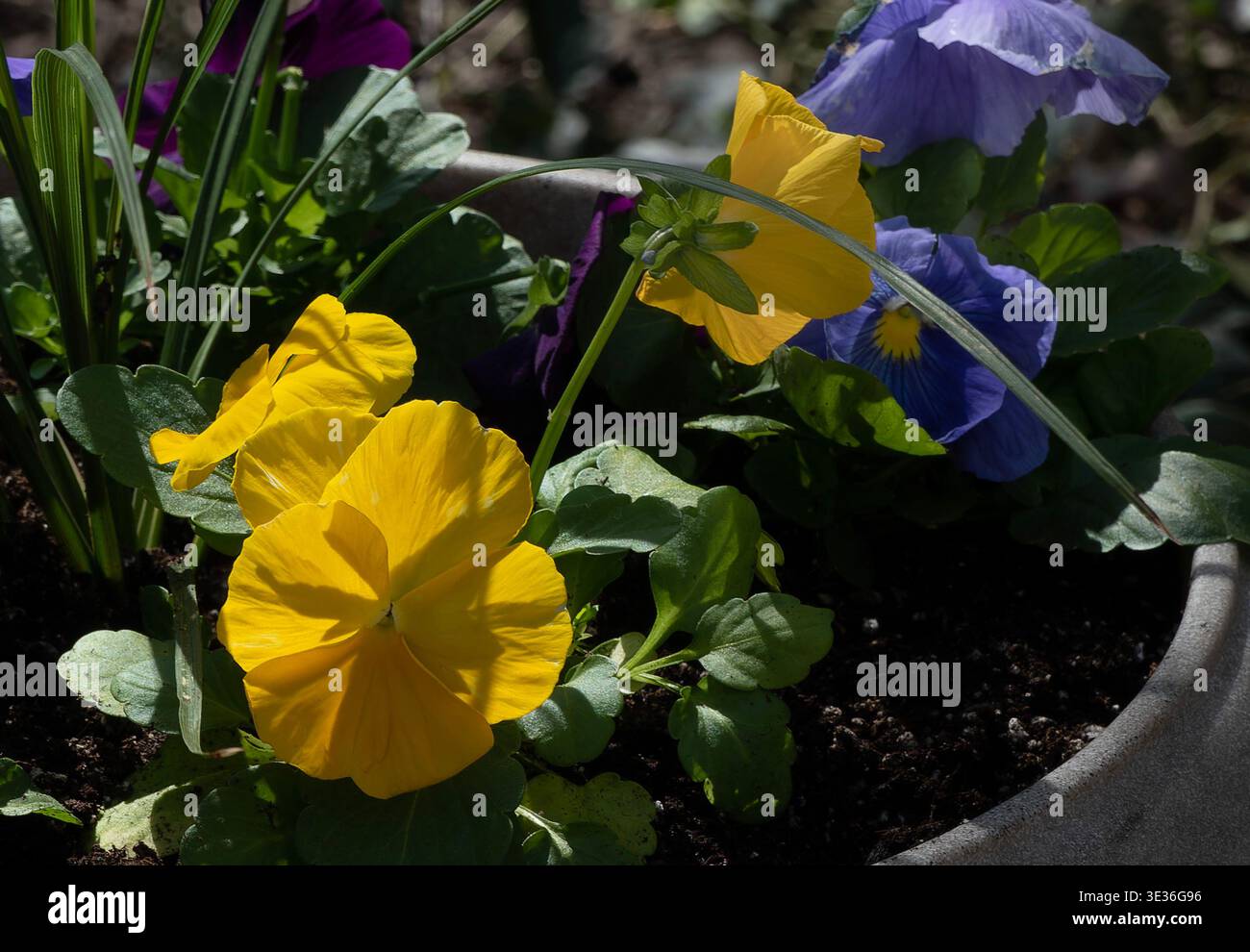 A group of Pansies in the Spring Stock Photo