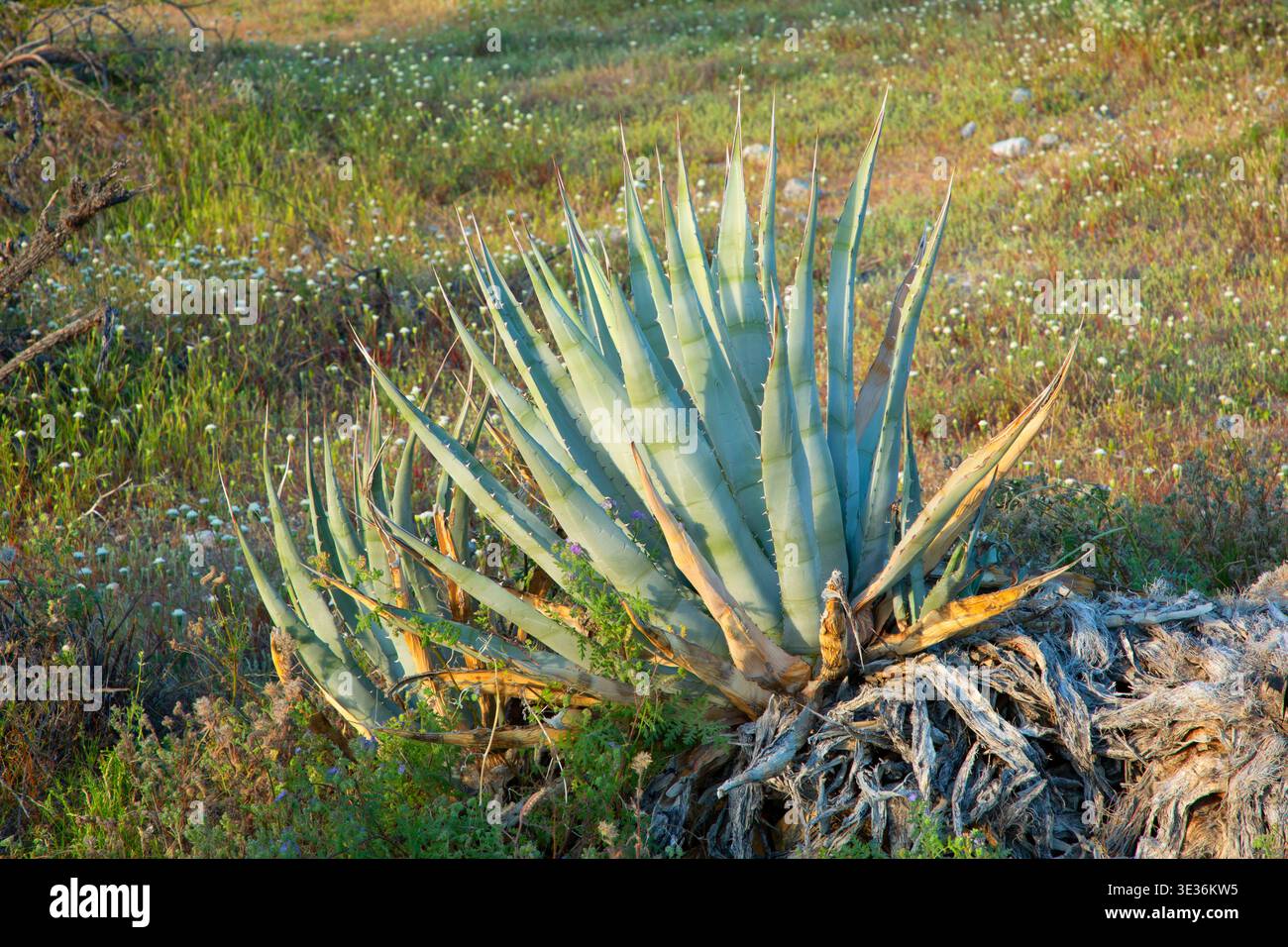 Desert agave (Agave deserti) along Hellhole Canyon Trail, Anza Borrego  Desert State Park, California Stock Photo - Alamy