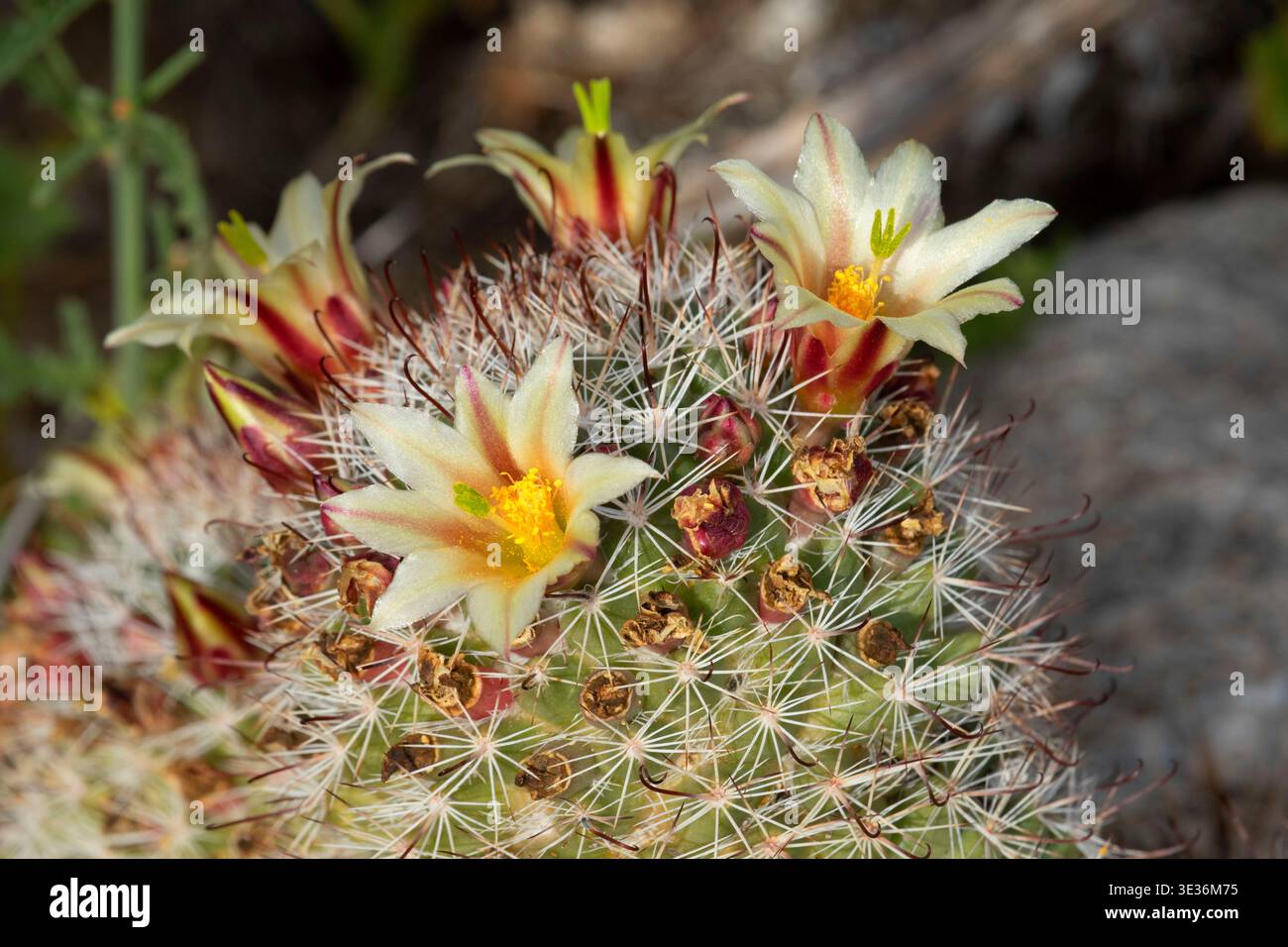 California fishhook cactus (Cochemiea dioica) bloom along Cactus Loop  Trail, Anza Borrego Desert State Park, California Stock Photo - Alamy