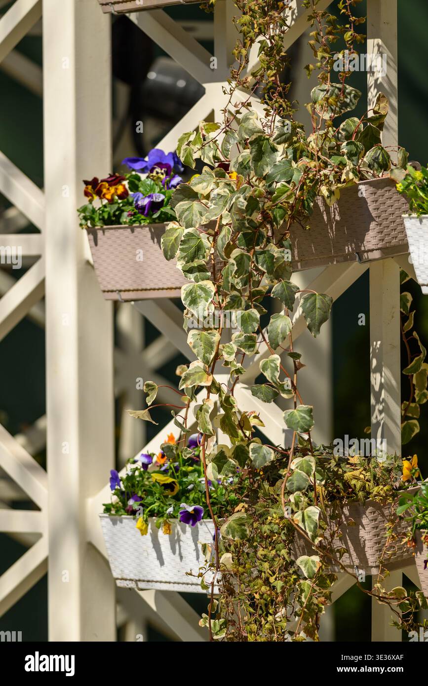 Sunlit balcony garden with white trellis, stacked planters of purple and  yellow pansies and trailing variegated ivy vine, shallow depth of field,  cozy Stock Photo - Alamy