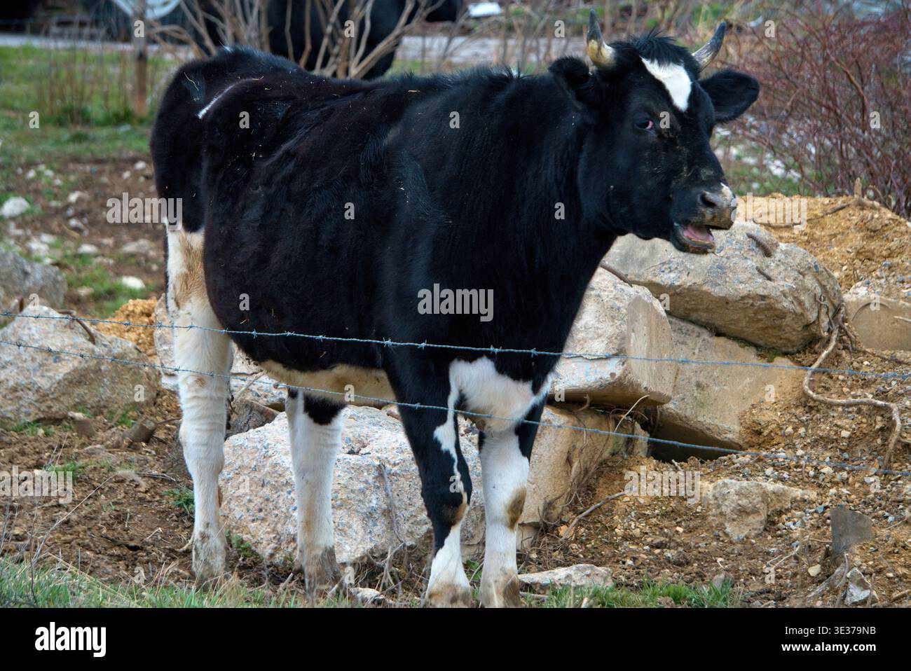 Holstein cow america hi-res stock photography and images - Alamy