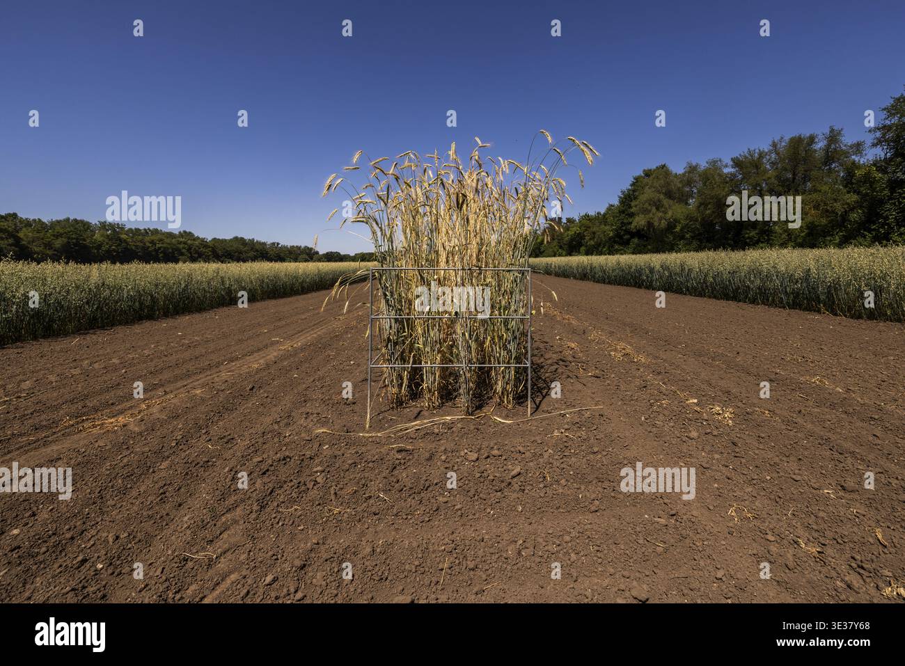Leibniz institute of plant genetics and crop plant research hi-res stock  photography and images - Alamy