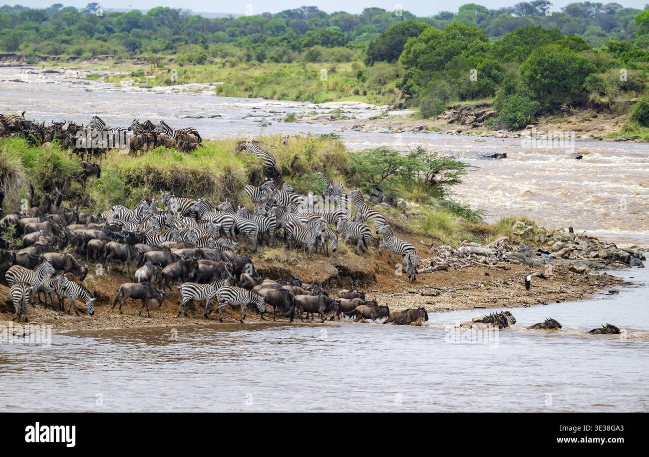 Wildebeest (Connochaetes taurinus) running and swimming in the river, river crossing at the Mara River, Great Migration, Serengeti National Park, Tanz Stock Photo
