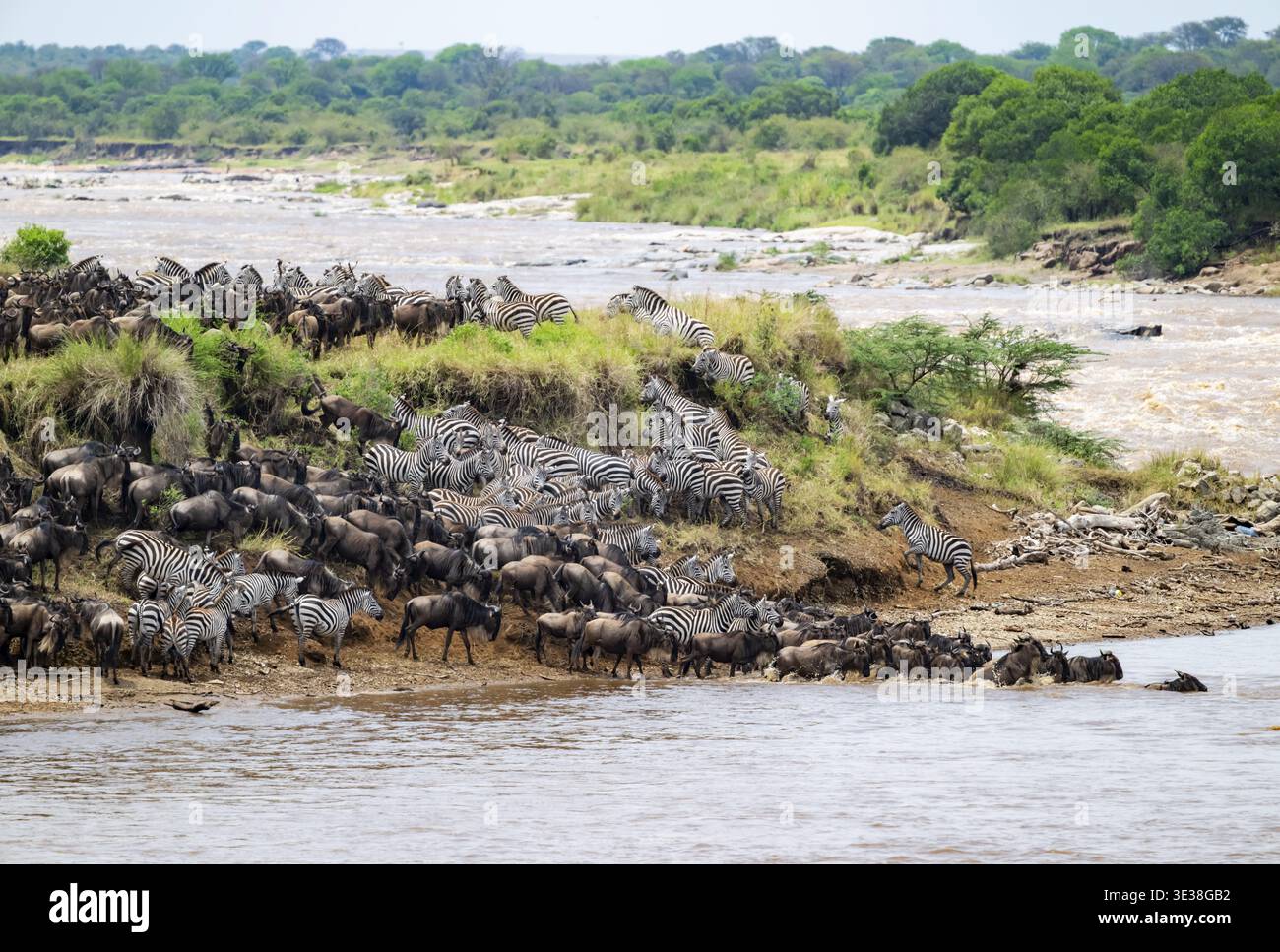 Wildebeest (Connochaetes taurinus) running and swimming in the river, river crossing at the Mara River, Great Migration, Serengeti National Park, Tanz Stock Photo