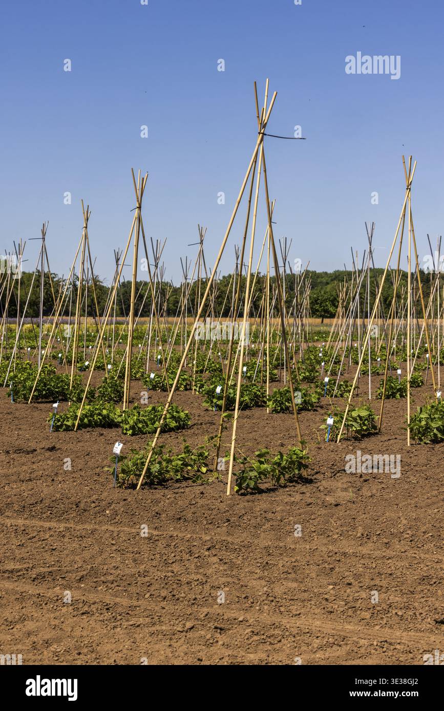 Leibniz institute of plant genetics and crop plant research hi-res stock  photography and images - Alamy