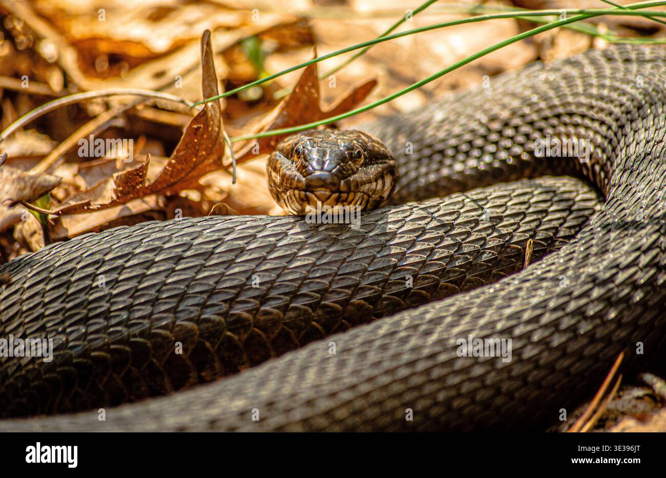 Black Rat Snake Stock Photo
