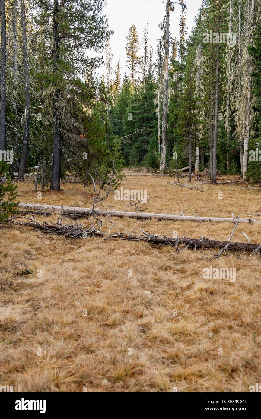 A swampy area through which the Horse Lake Trail #3516 (Willamette National Forest) used to pass.  The trail has been relocated into the woods off to Stock Photo
