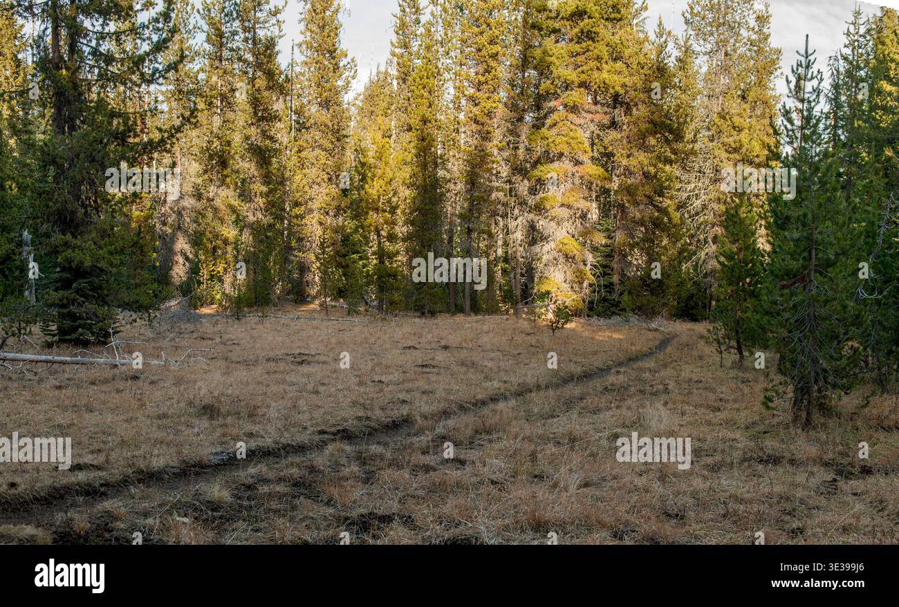 Horse Lake Trail #3516 where it passes through a swampy area in Oregon's Three Sisters Wilderness. Stock Photo