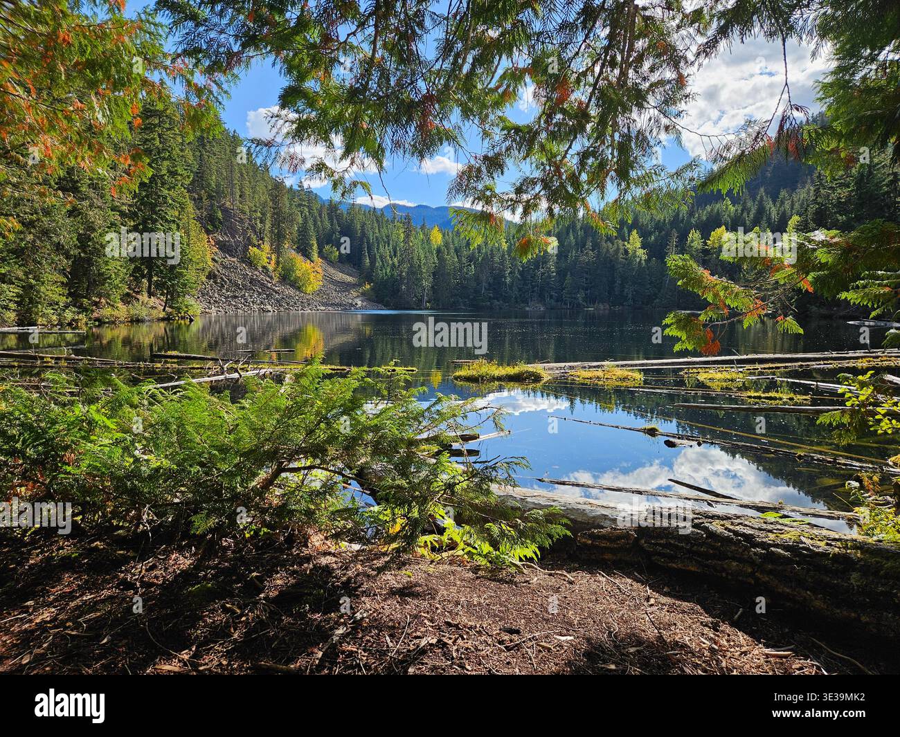 Loggers lake reflection in Whistler, British Columbia, with coniferous forest and peaks. Pristine alpine lake surrounded by evergreen trees - Smartphone Captured Stock Image